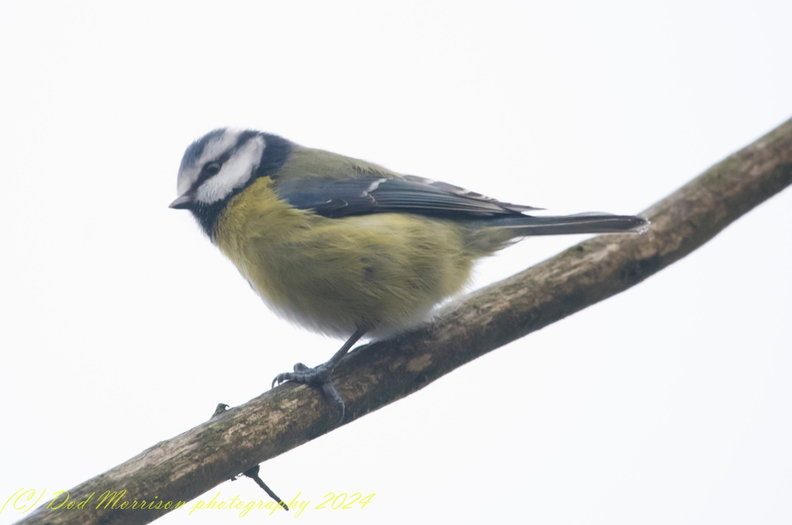 Blue tit Aberdeen 12-1-24 by Dod Morrison photography (2).jpg