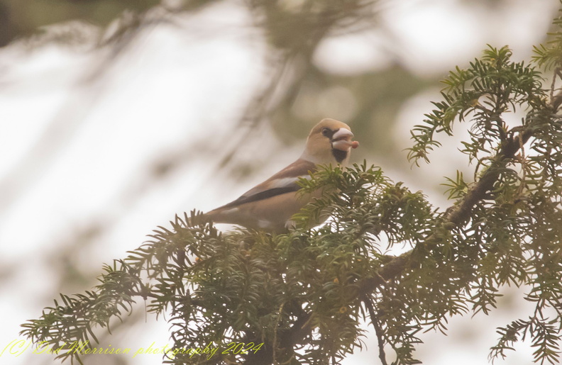 Hawfinch Kemnay  12-1-24 by Dod Morrison photography  (20)b.jpg