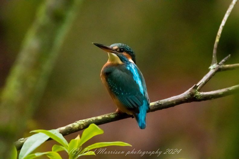 Kingfisher Aberdeen 11-1-24 by Dod Morrison photography (1).jpg