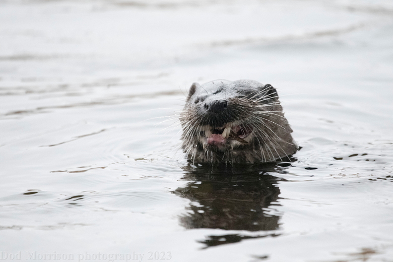 Otter Aberdeen 30-12-23 by Dod Morrison photography (107).jpg