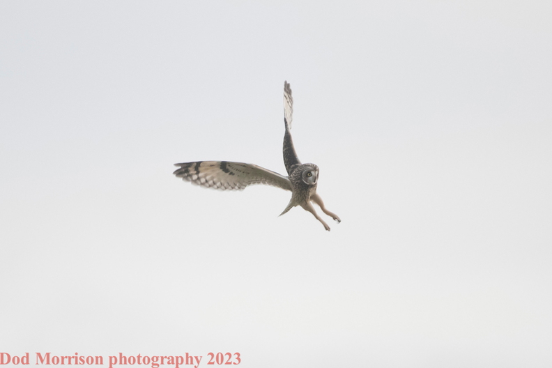 Short Eared Owls  Aberdeen 16-11-23 by Dod Morrison photography (16).jpg