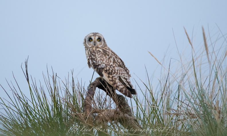 SEO Aberdeen 11-1-24 by Dod Morrison photography (205a).jpg