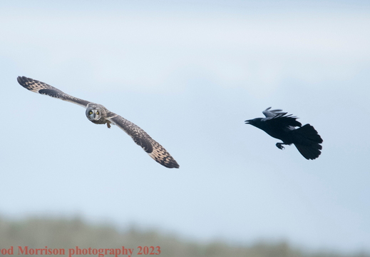 Short Eared Owls  Aberdeen 16-11-23 