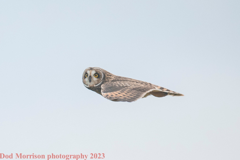 Short Eared Owls  Aberdeen 16-11-23 by Dod Morrison photography (78).jpg