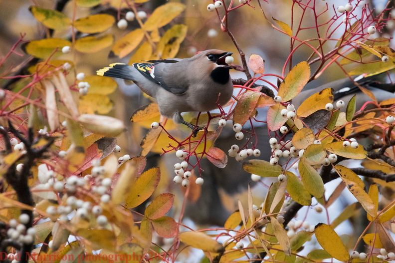 Waxwings Aberdeen 16-11-23 by Dod Morrison photography (99).jpg