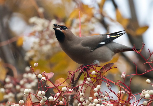 Waxwings Aberdeen 16-11-23 