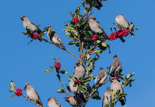 Waxwings Aberdeen 17-11-23 