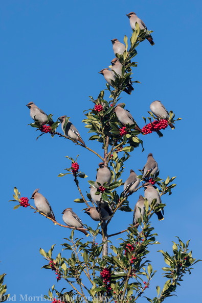 Waxwings Aberdeen 17-11-23 by Dod Morrison photography (443).jpg