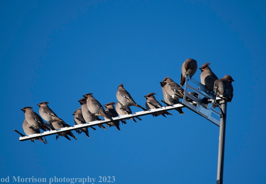 Waxwings Aberdeen 17-11-23 