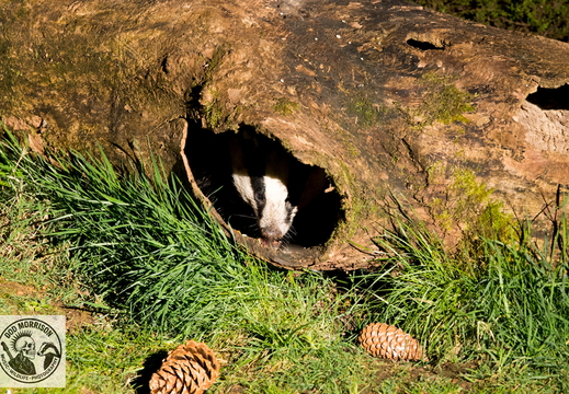 Badger Keith 20-4-25 