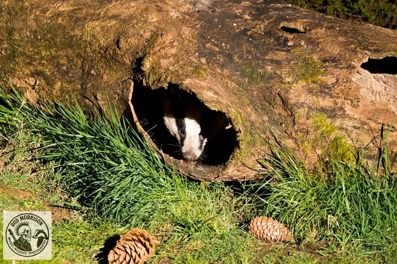 Badger Keith 20-4-25 by Dod Morrison photography (58).jpg