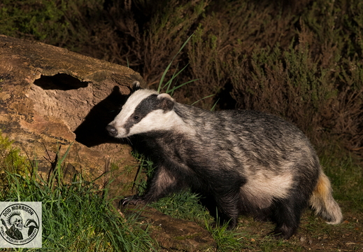 Badger Keith 20-4-25 