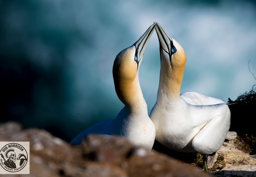 Gannets Troupe Head 12-4-25 