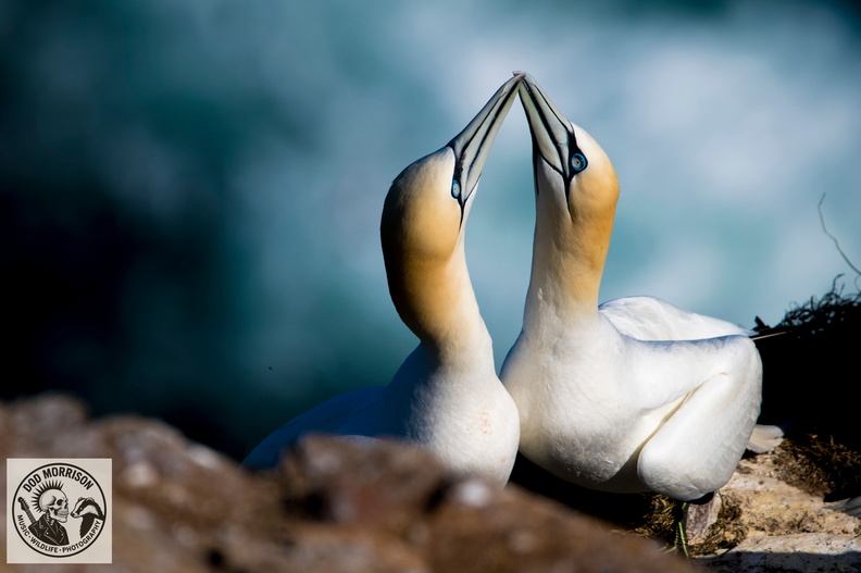 Gannets Troupe Head 12-4-25 by Dod Morrison photography (25).jpg