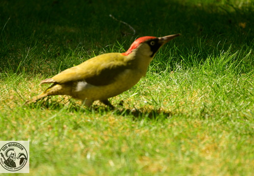 Green Woodpecker Bristol 5-4-25