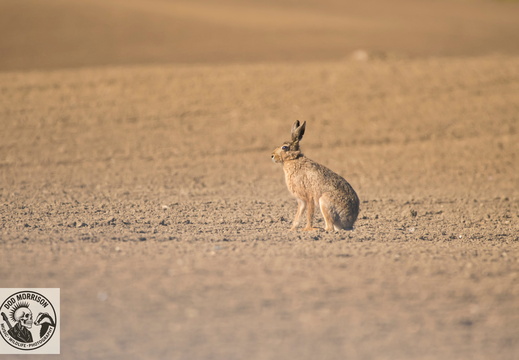 Hare Troupe Head 12-4-25 