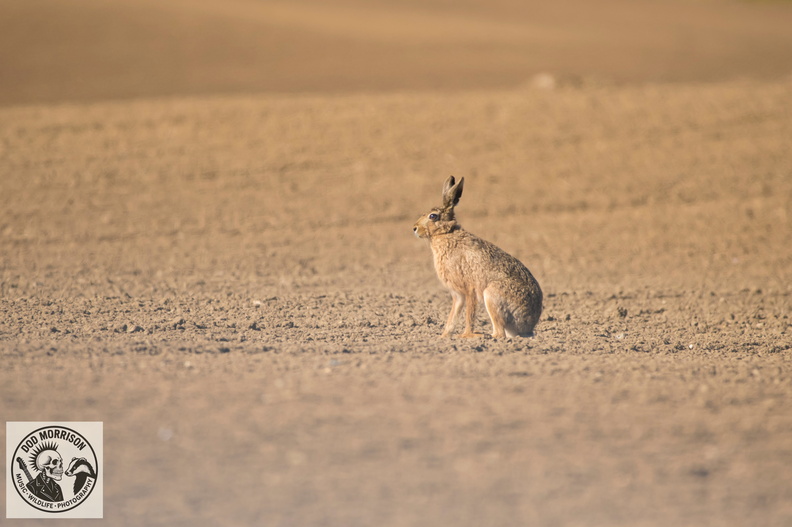 Hare Troupe Head 12-4-25 by Dod Morrison photography (51).jpg