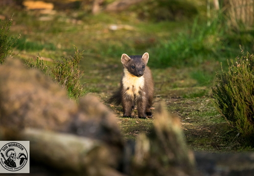 Pine Marten Keith 20-4-25 