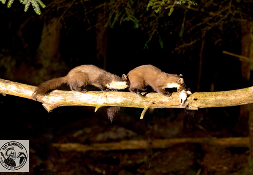 Pine Marten Keith 20-4-25
