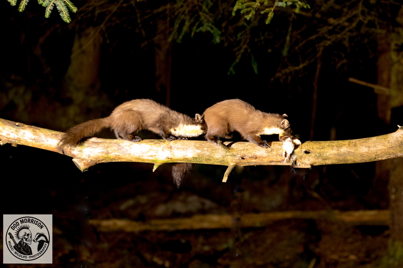 Pine Marten Keith 20-4-25 by Dod Morrison photography (31).jpg