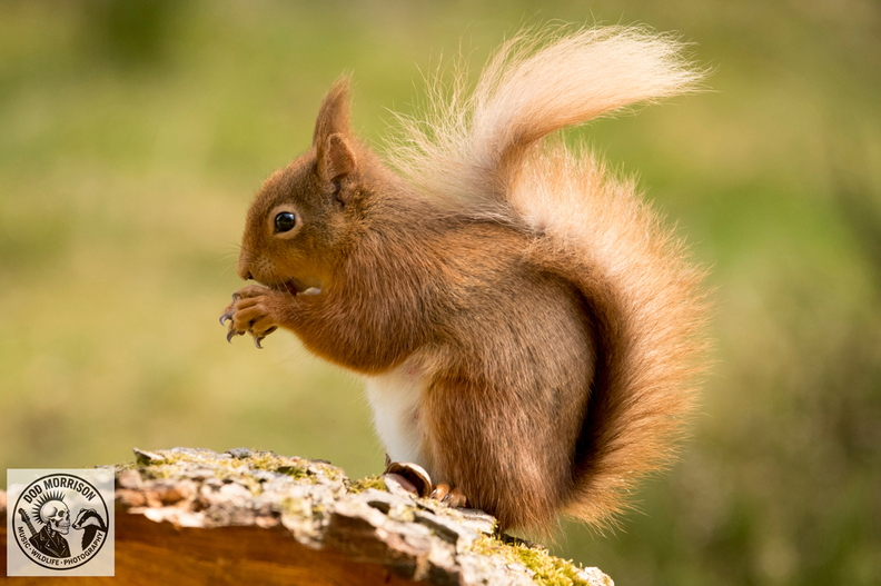 Red Squirrel Keith 20-4-25 by Dod Morrison photography (137).jpg