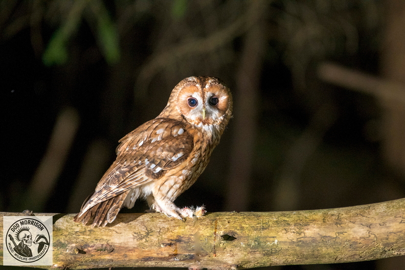Tawny Owl Keith 20-4-25 by Dod Morrison photography (15).jpg