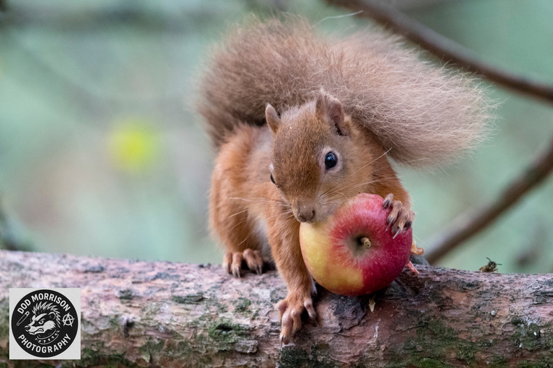 Red Squirrel  Lossiemouth  5-10-25 by Dod Morrison photography (48).jpg