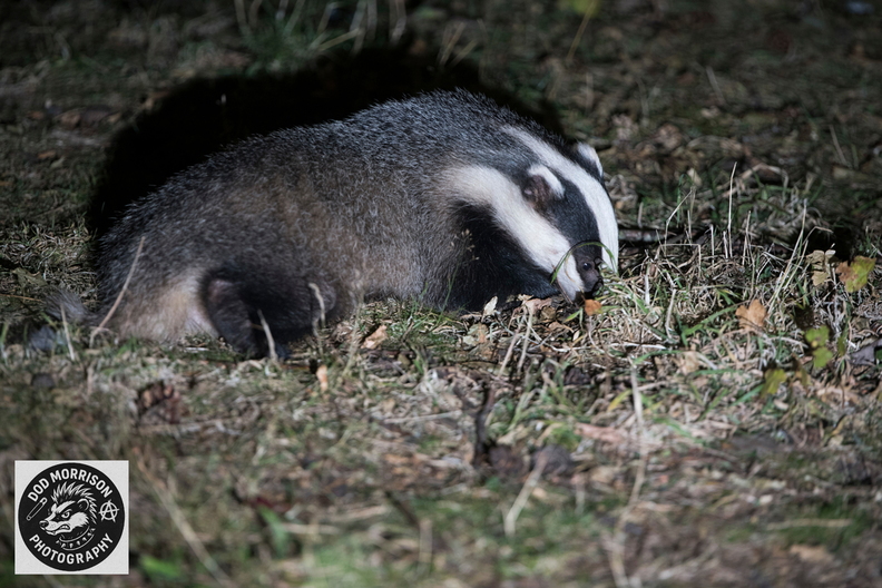 Badger Aberdeen 29-8-25 by Dod Morrison photography  (45).jpg