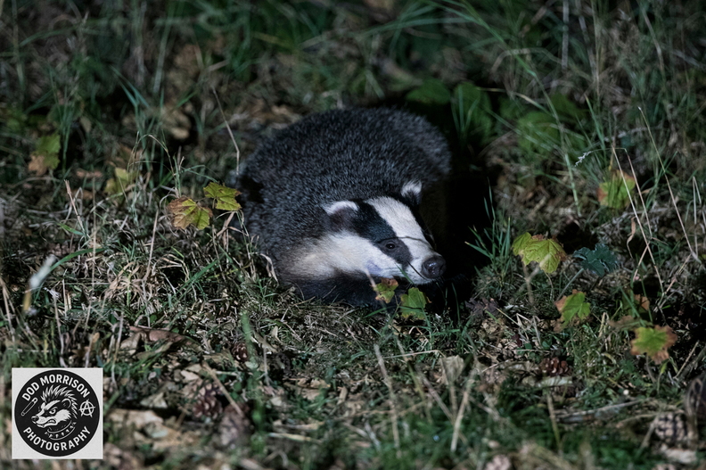 Badger Aberdeen 29-8-25 by Dod Morrison photography  (261).jpg