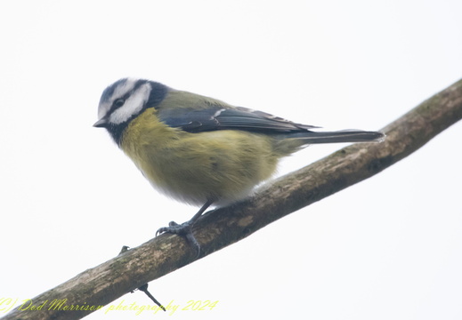 Blue tit Aberdeen 12-1-24 