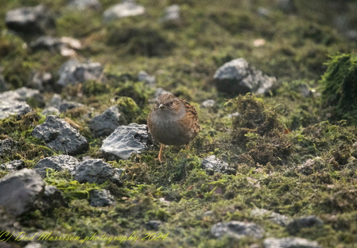 Dunnock Aberdeen 12-1-24 