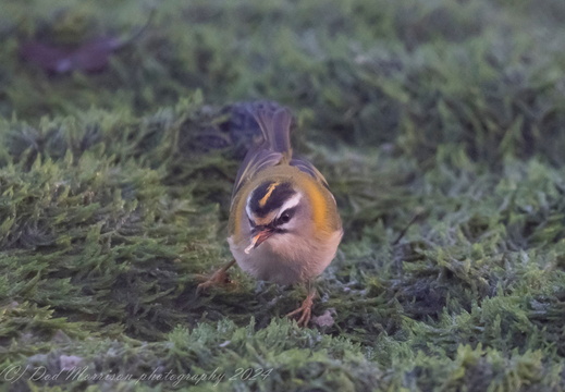 Firecrest Drumoak 1-1-24 