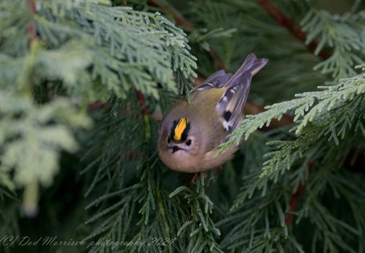 Goldcrest Drumoak 1-1-24 