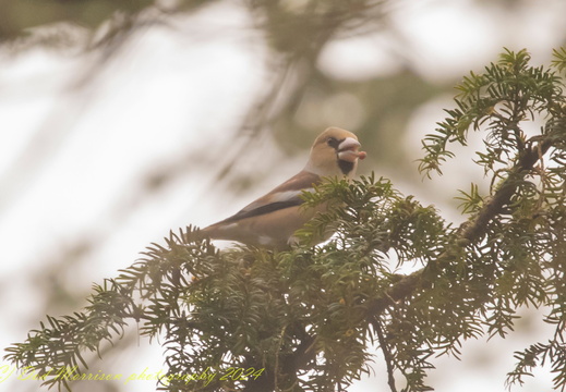 Hawfinch Kemnay  12-1-24 