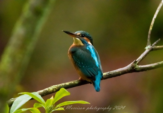 Kingfisher Aberdeen 11-1-24 b