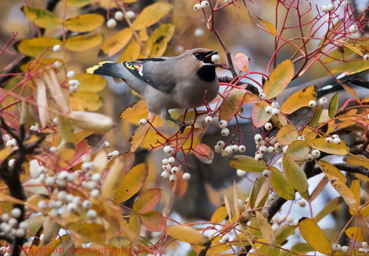Waxwings Aberdeen 16-11-23 
